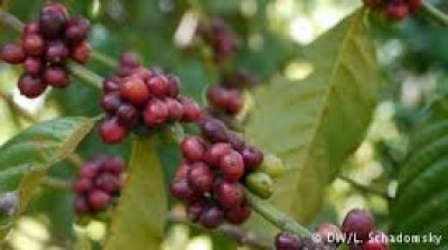 Hepa-Kaffee Uganda