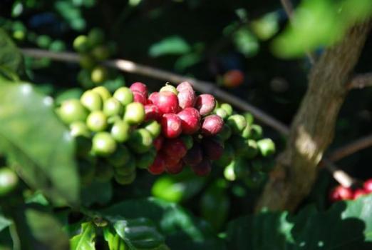 Ridders Kaffeer&ouml;sterei Brazil Sao Silvestre
